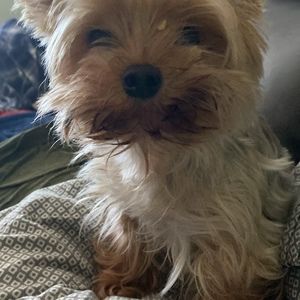 Meet your Posher, Sherry